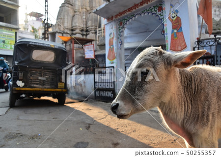 Udaipur calf of Rajasthan in India and maharaja murals of Hindu temple Udaipur calf of Rajasthan in India and maharaja murals of Hindu temple 50255357