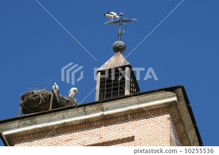 塞萬提斯廣場的鸛 50255536