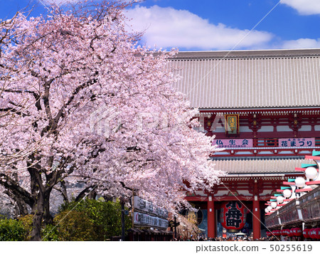 Sensoji Temple with full bloom of cherry blossoms Sensoji Temple with full bloom of cherry blossoms 50255619