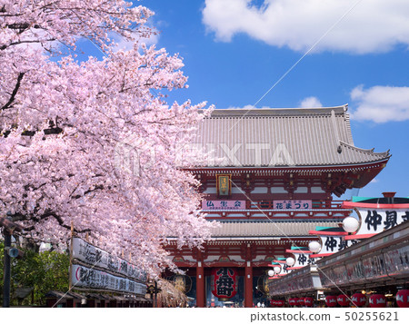 Sensoji Temple with full bloom of cherry blossoms 50255621