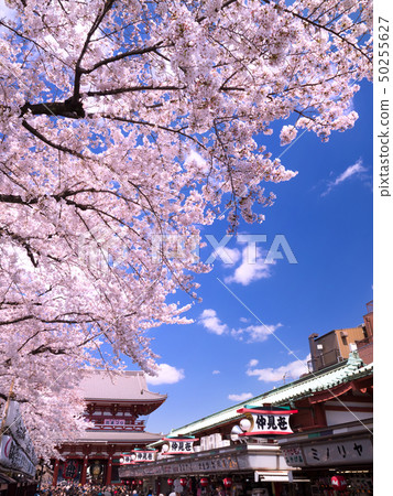 Sensoji Temple with full bloom of cherry blossoms Sensoji Temple with full bloom of cherry blossoms 50255627