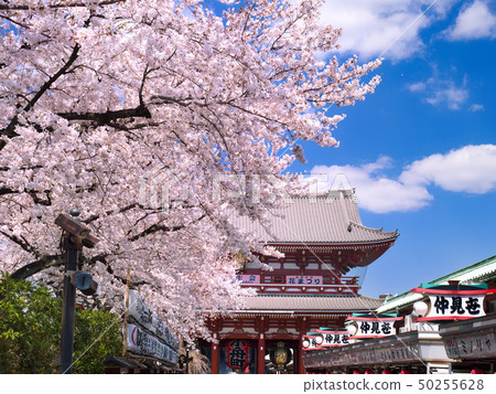 Sensoji Temple with full bloom of cherry blossoms 50255628