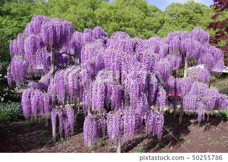 Ashikaga City Ashikaga Flower Park Murasaki wisteria 50255786