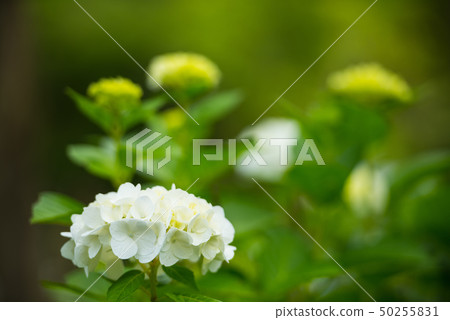  hydrangea 50255831