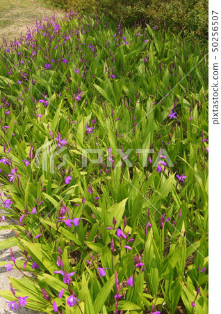 Cluster of silanes (purple) 50256507