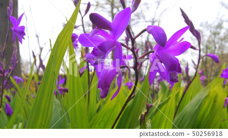 16：9矽烷簇（紫色） 50256918