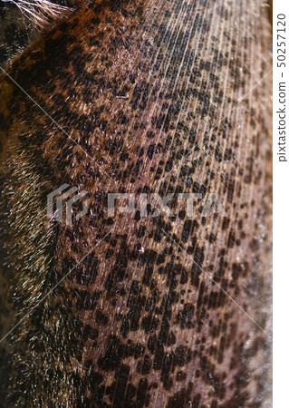 Wolf skin Wolf skin 50257120