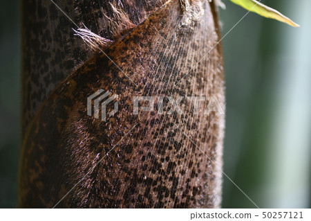 Wolf skin Wolf skin 50257121
