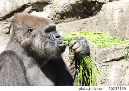 Gorilla Zoo 50257169