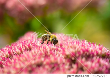 Honey bee collects nectar from a flower 50257218