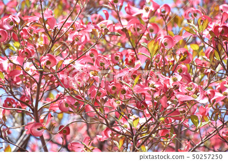 Dogwood (flower wood) 50257250