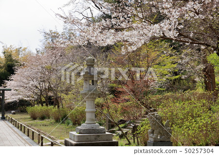 Kenchoji Temple Hemi-nbo，Kenchoji寺廟櫻花櫻花 50257304