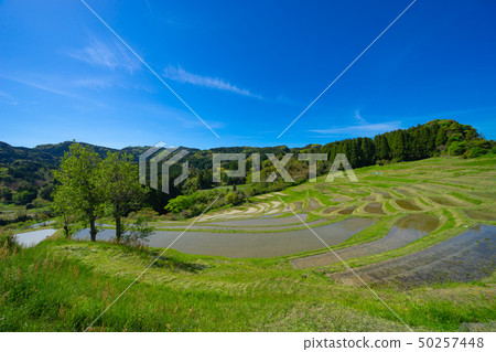 Oyama Senjita of Kamogawa 50257448