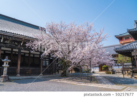 Kyoto cherry blossoms Kyoto cherry blossoms 50257677