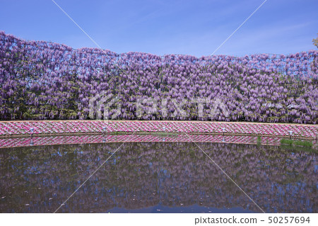 足利市足利花卉公園Murasaki Fuji Screen 50257694