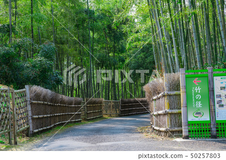 京都府Mukaichi市竹子直徑 50257803