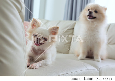 chihuahua and pomeranian dog cute pet happy smile 50258544
