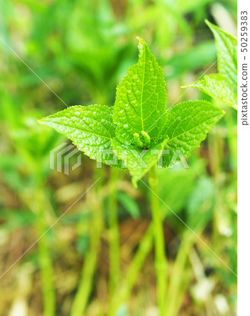 Phthalis sika Phthalis sika 50259383