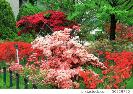 Heisei Azalea Garden 50259760