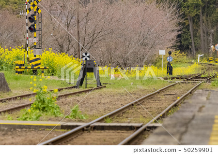Spring Kojima Railway Satoyama Toko Satomi Station 50259901