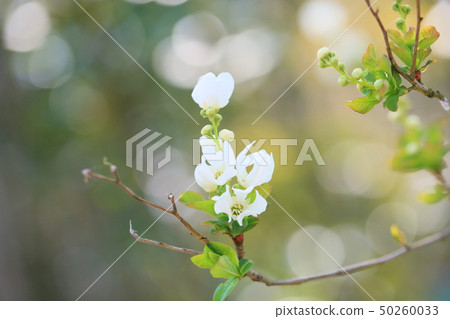 Ryukyu Bai flower 50260033