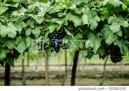 Farm, Vineyard, Thailand, Agriculture, Grape Farm, Vineyard, Thailand, Agriculture, Grape 50260100