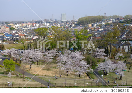 從村山水庫水壩看的櫻花 50260238