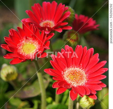 Gerbera 50260292