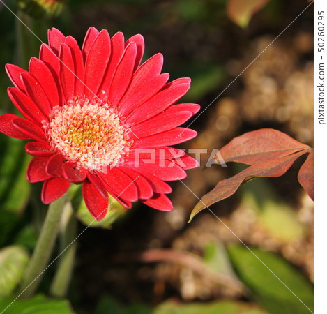 Gerbera 50260295