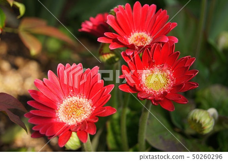 Gerbera 50260296