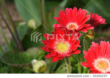 Gerbera Gerbera 50260297