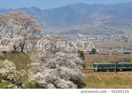 勝沼葡萄鎮櫻花樹系列211 50260328