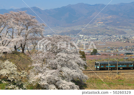 Katsunuma grape town cherry tree series 211 50260329