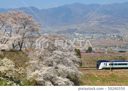 Katsunuma grape town cherry tree E353 series 50260350
