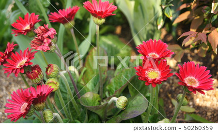 16: 9 Gerbera 50260359