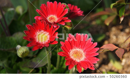 16: 9 Gerbera 50260360