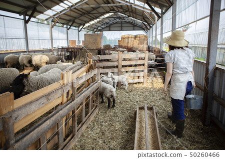羊農場的女人 羊農場的女人 50260466