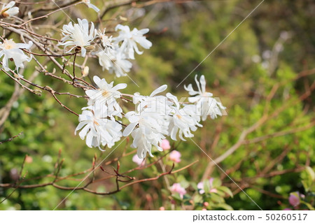 Flowers of Sidekobushi Flowers of Sidekobushi 50260517