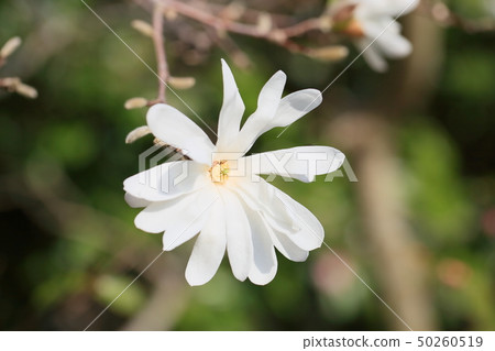 Flowers of Sidekobushi 50260519