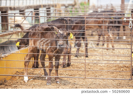 Calf in a barn place 50260600