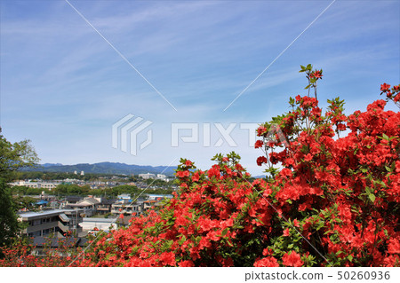 Azalea no Oka 50260936