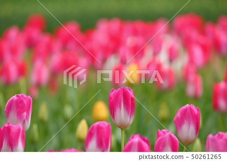 [Ibaraki] Tulip Hitachi Seaside Park Tulip 50261265