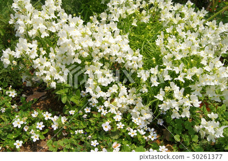 White florets (Nemesia) 50261377