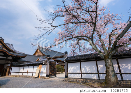 京都櫻花 50261725