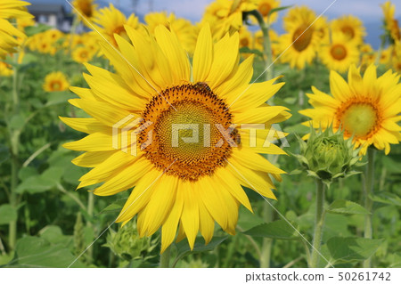 Sunflower flower Sunflower flower 50261742