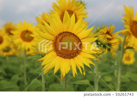 向日葵花 向日葵花 50261743