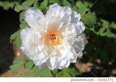 Miyama City Button Garden 50261771