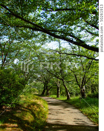 Forest promenade Forest promenade 50261913