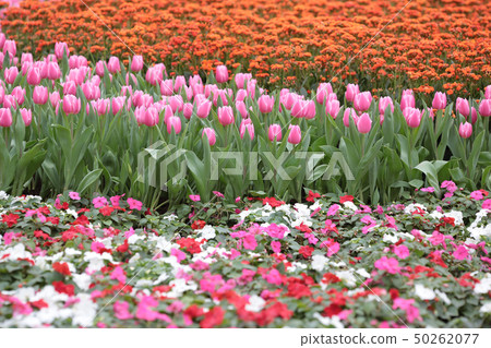 a flower show at hong kong 2014 a flower show at hong kong 2014 50262077