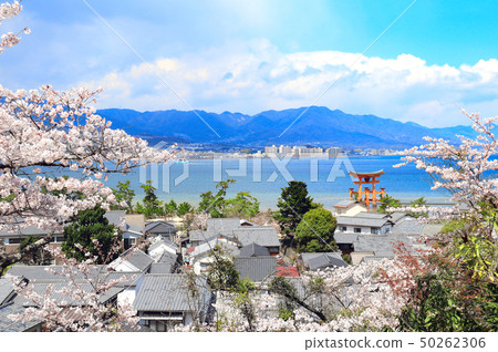 Floating Torii gate, Itsukushima Shrine, Miyajima 50262306